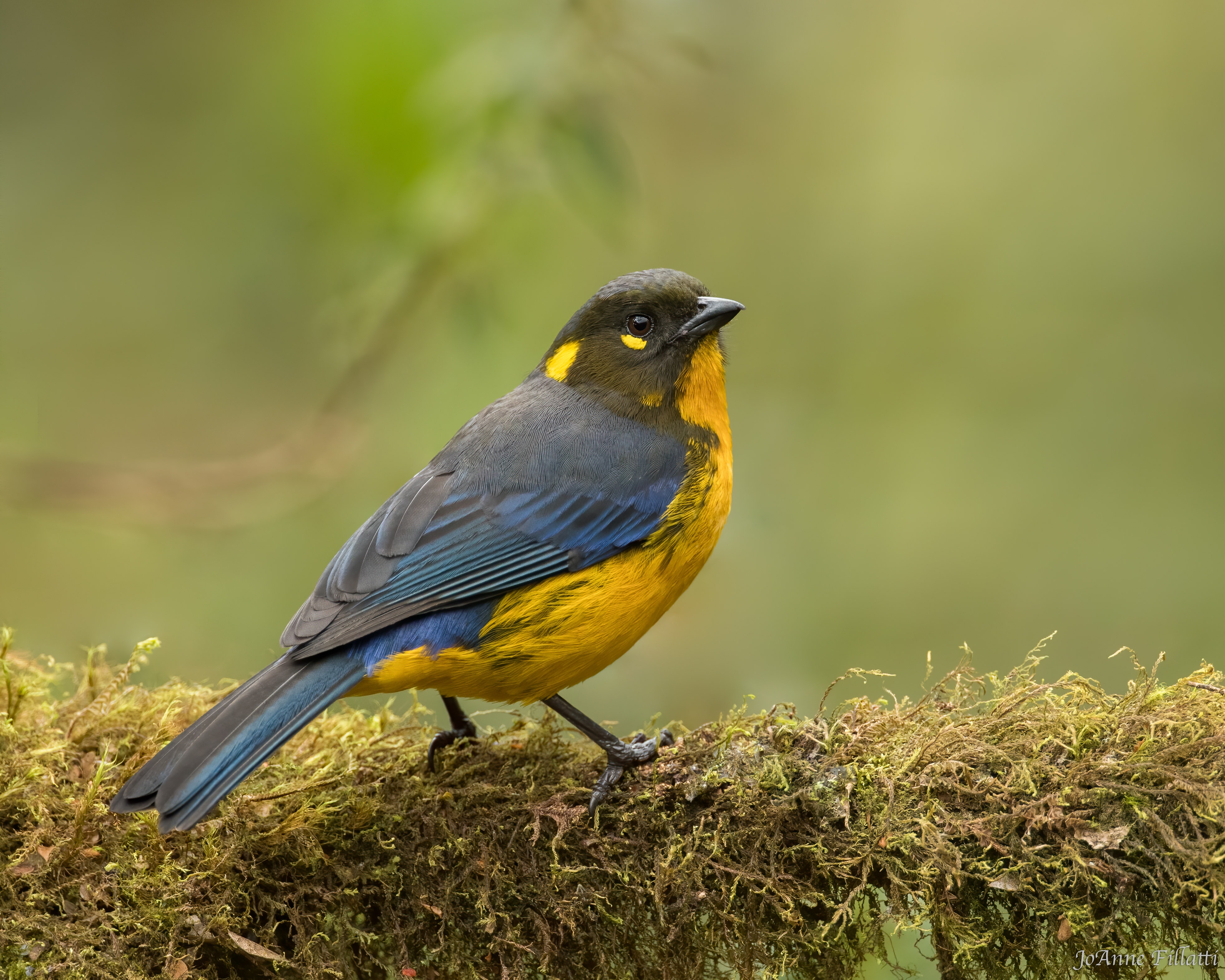 bird of colombia image 22